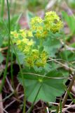 genus Alchemilla