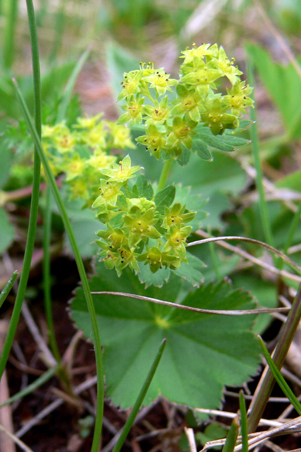 Изображение особи род Alchemilla.