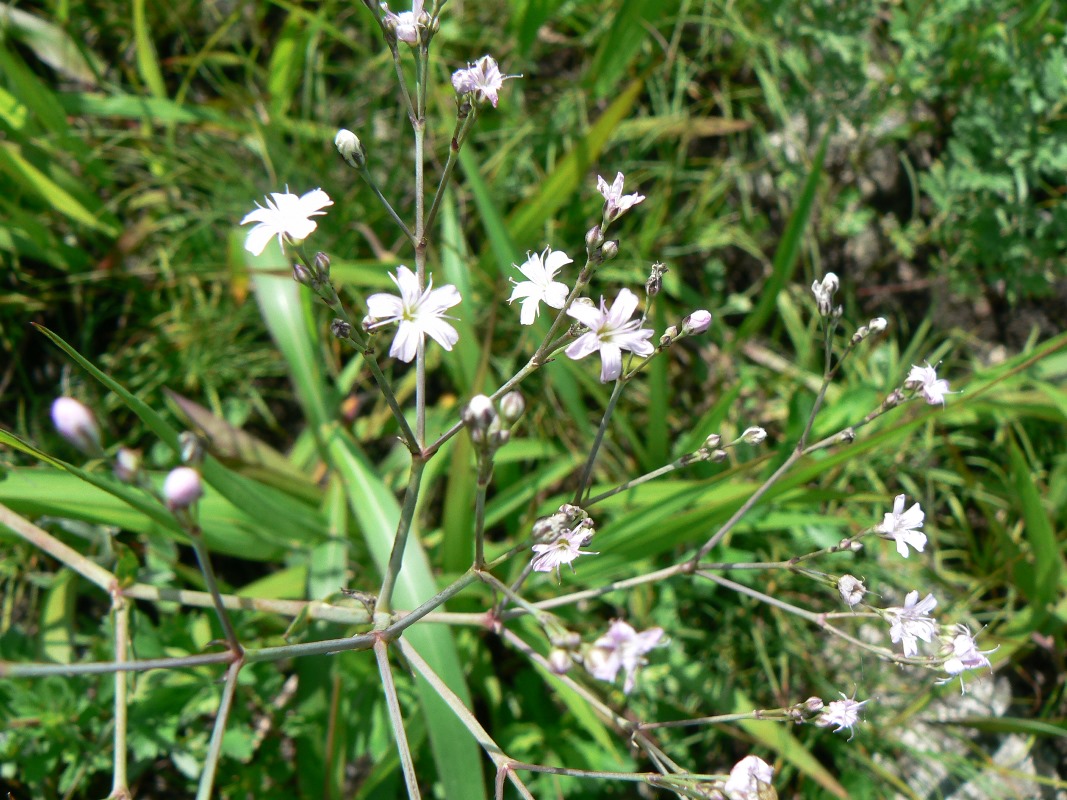 Изображение особи Gypsophila pacifica.