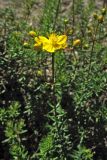 Hypericum empetrifolium. Верхушка побега с цветком и бутонами. Греция, о. Родос, долина Петалудес (Долина бабочек), склон над автомобильной дорогой. 6 мая 2011 г.