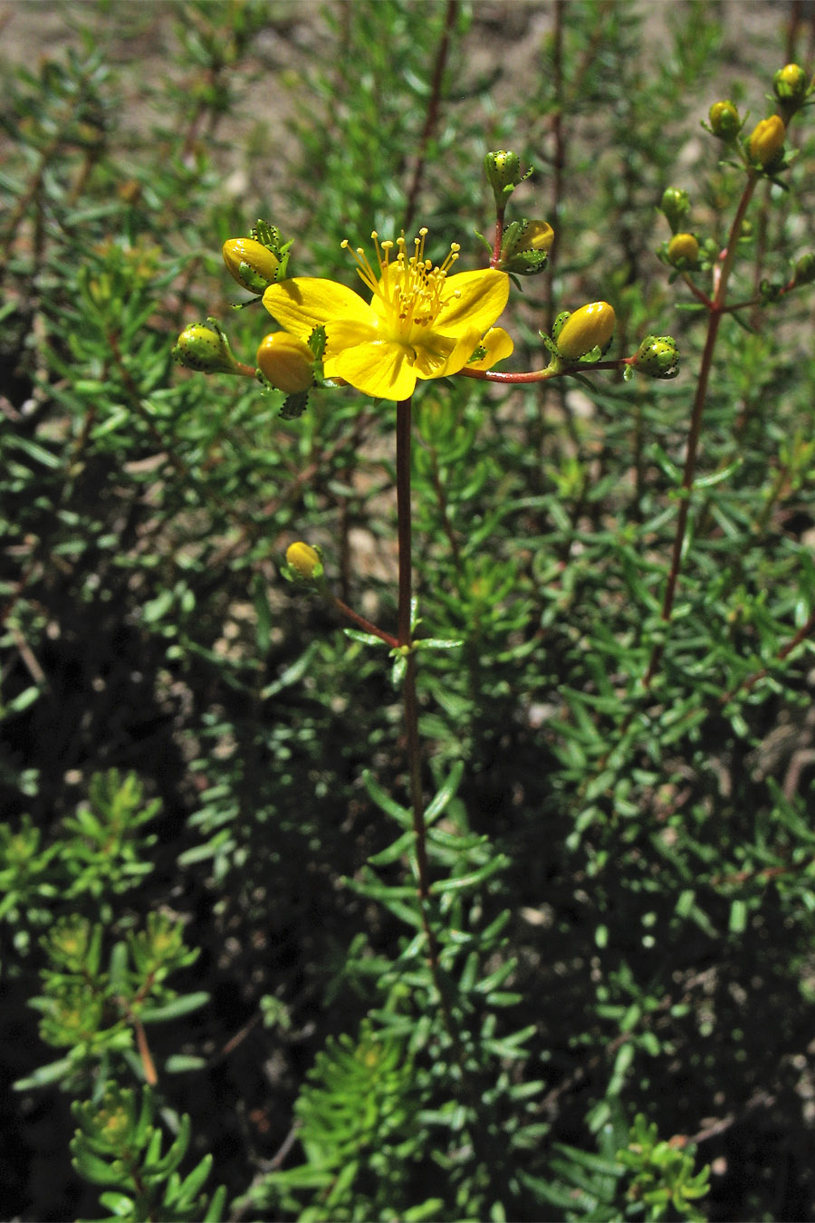 Изображение особи Hypericum empetrifolium.