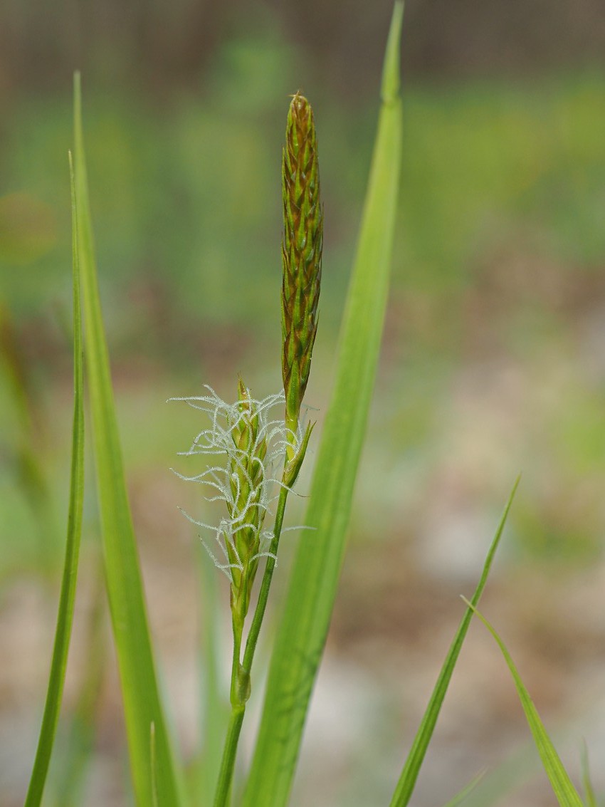 Изображение особи Carex arnellii.