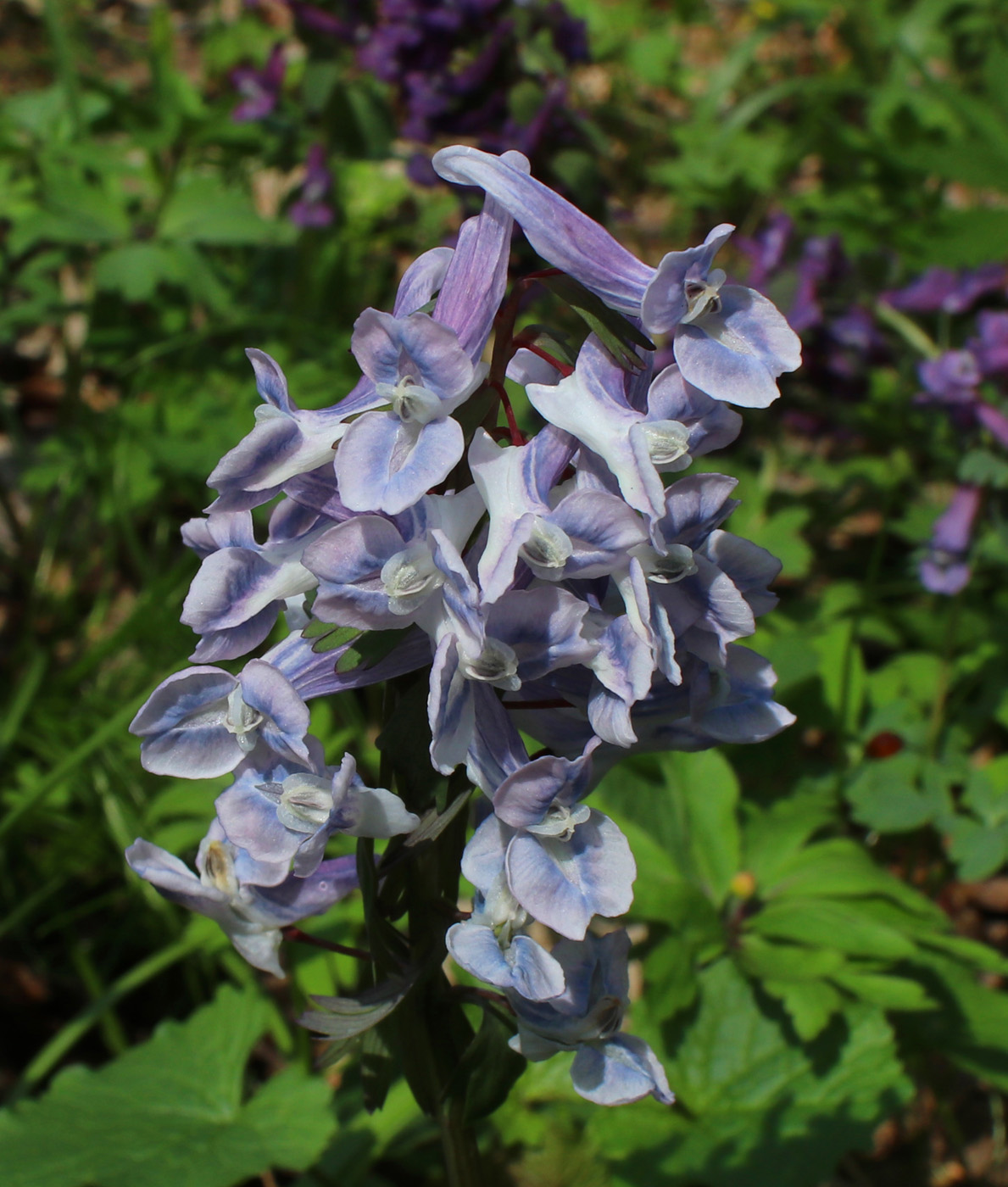 Image of Corydalis solida specimen.