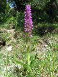 Dactylorhiza umbrosa. Цветущее растение. Южный Казахстан, Сырдарьинский Каратау, Юго-Восточный Каратау, горы Улькен-Актау, каньон р. Шабакты, ясеневый тугай, участок с высачиванием грунтовых вод. 22 мая 2021 г.