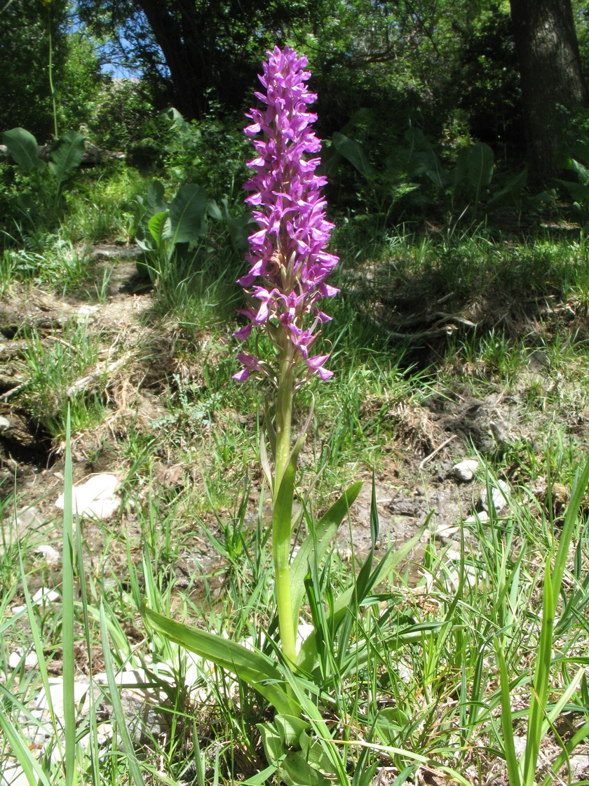 Изображение особи Dactylorhiza umbrosa.