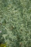 Artemisia absinthium