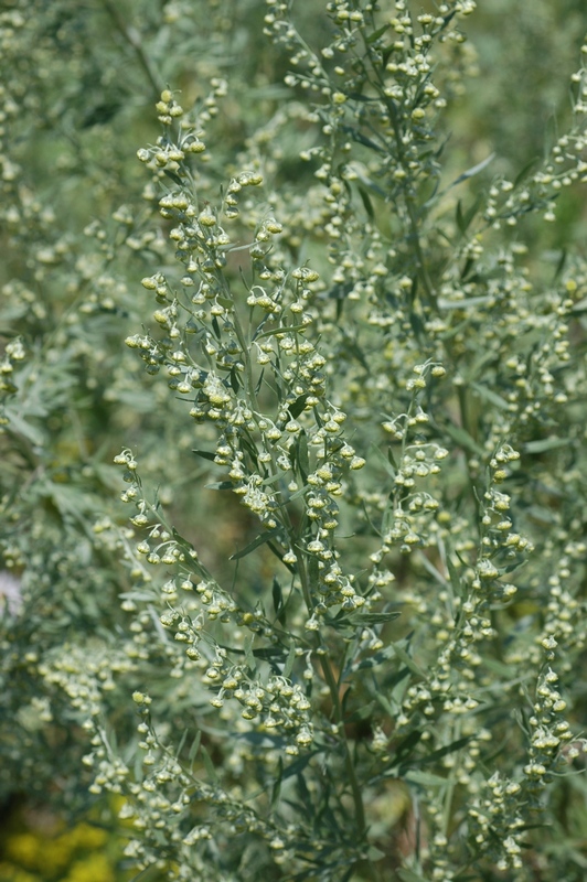 Image of Artemisia absinthium specimen.