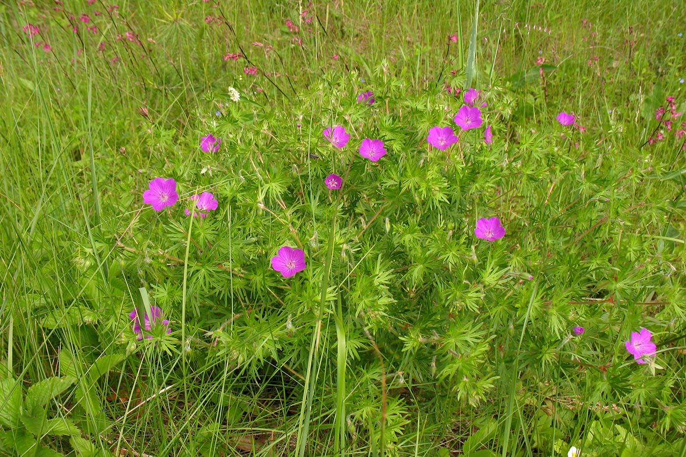 Изображение особи Geranium sanguineum.