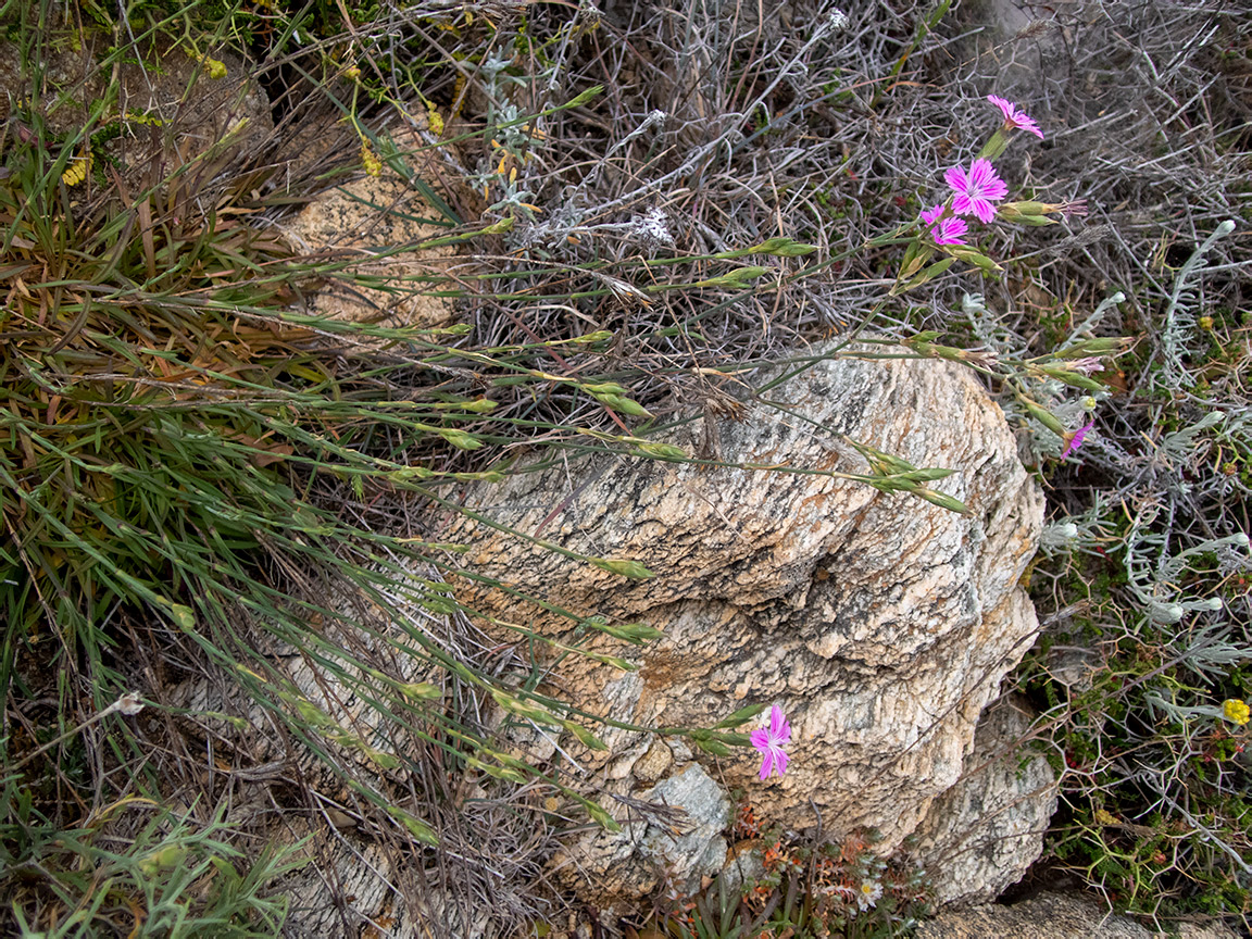 Изображение особи Dianthus diffusus.
