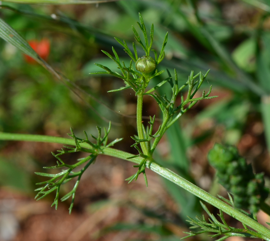 Image of Adonis microcarpa specimen.