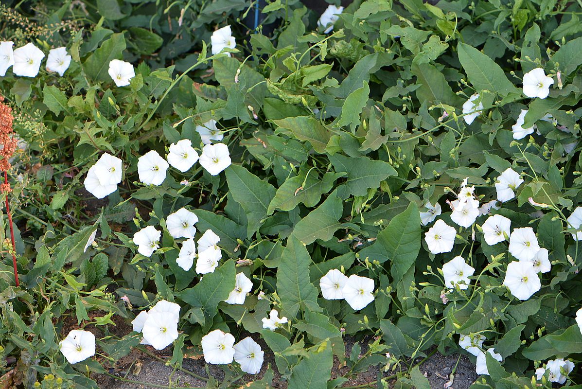 Image of Convolvulus arvensis specimen.