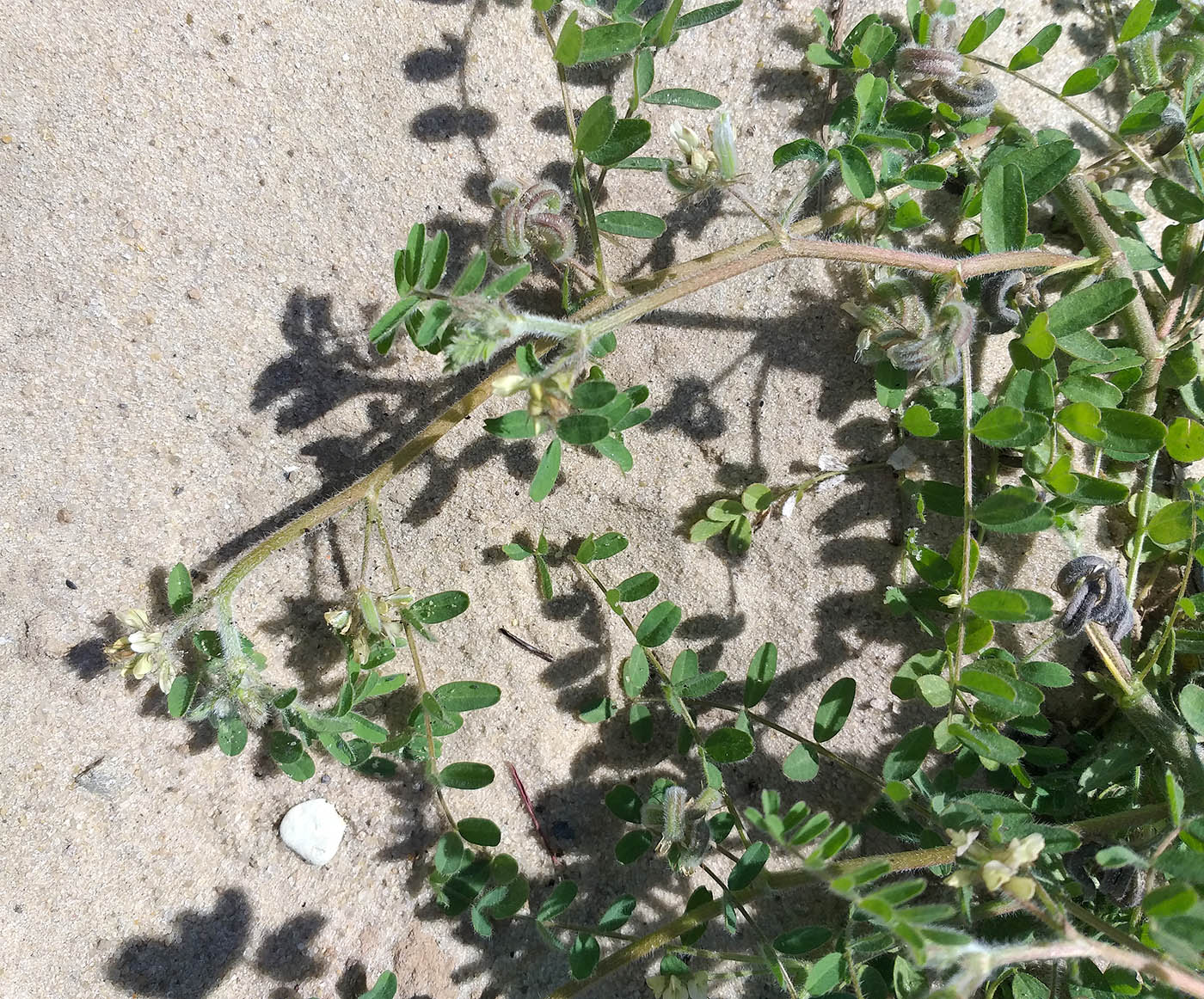 Image of Astragalus contortuplicatus specimen.