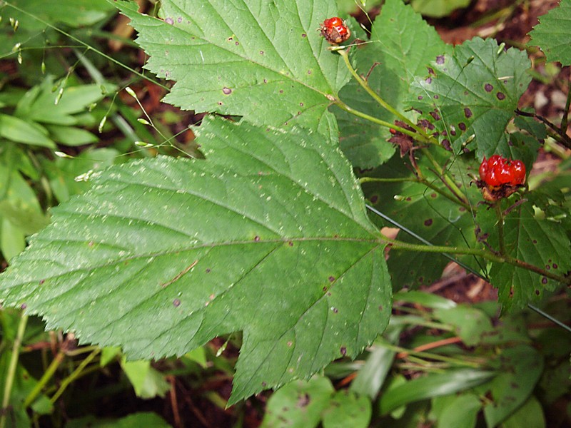 Image of Rubus crataegifolius specimen.