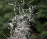 Chamaenerion angustifolium