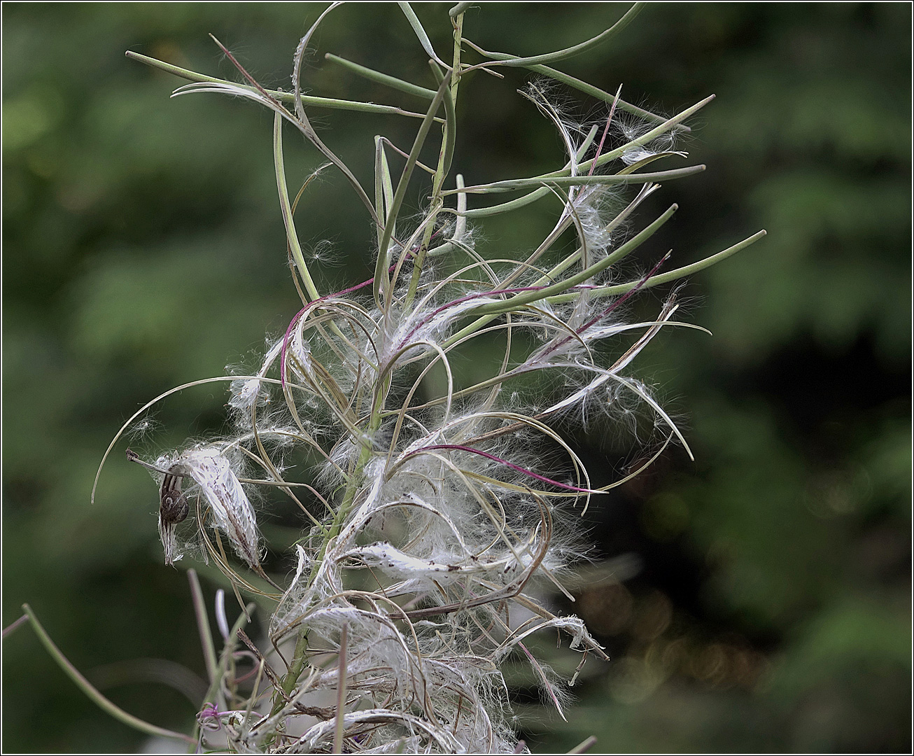 Image of Chamaenerion angustifolium specimen.