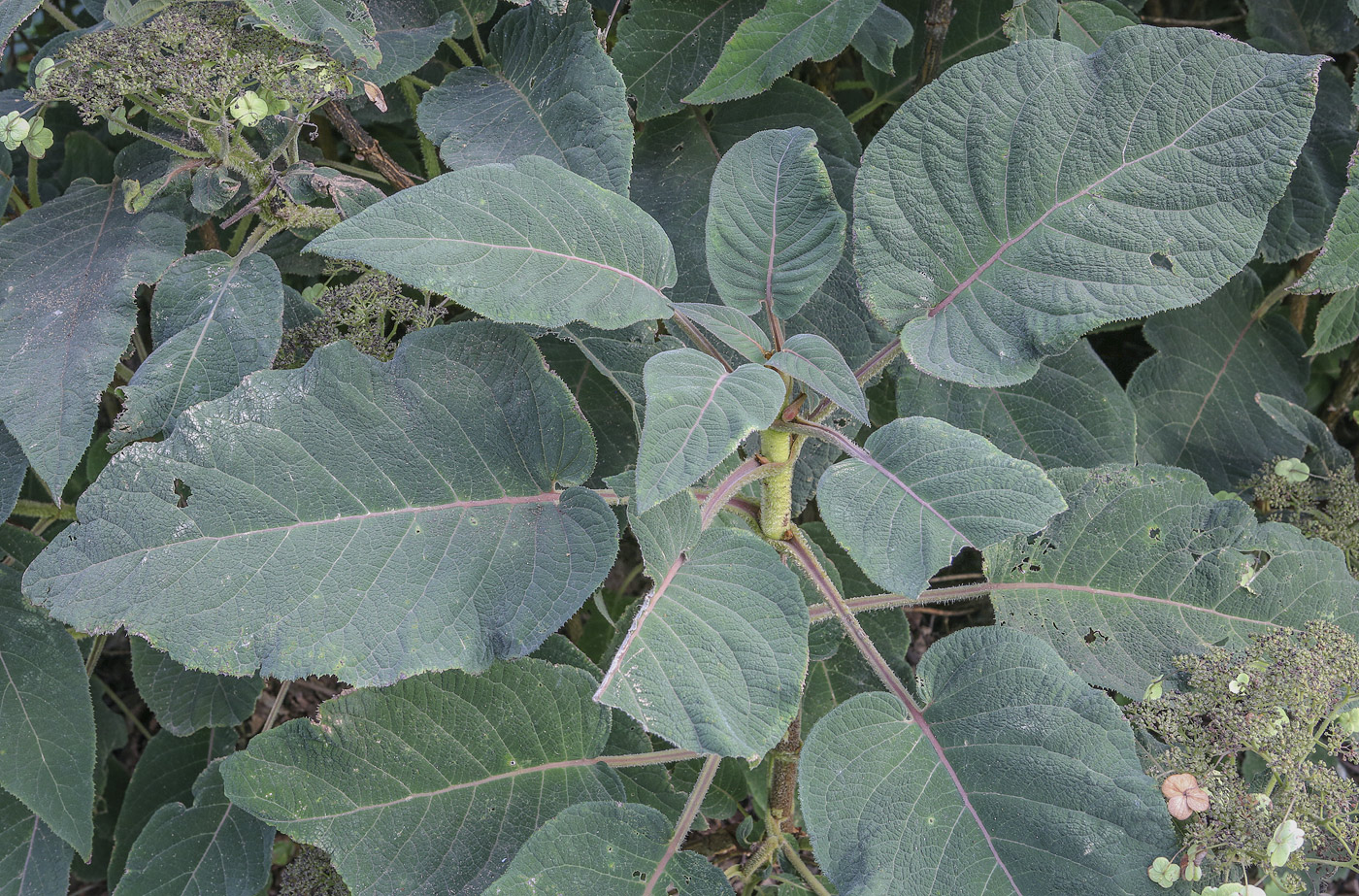 Image of Hydrangea aspera ssp. sargentiana specimen.