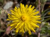 Crepis rhoeadifolia. Соцветие-корзинка. Греция, Эгейское море, о. Сирос, окр. пос. Фабрика (Φάμπρικα), возле грунтовой дороги. 22.04.2021.