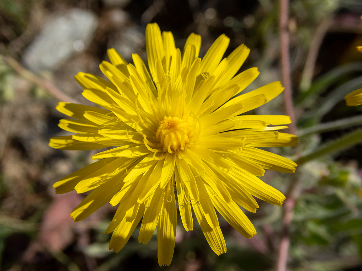 Image of Crepis rhoeadifolia specimen.