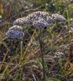 Achillea millefolium. Верхушка цветущего растения. Республика Удмуртия, Каракулинский р-н, Ныргындинское сельское поселение, дер. Зуевы Ключи, разнотравный луг. 08.10.2021.
