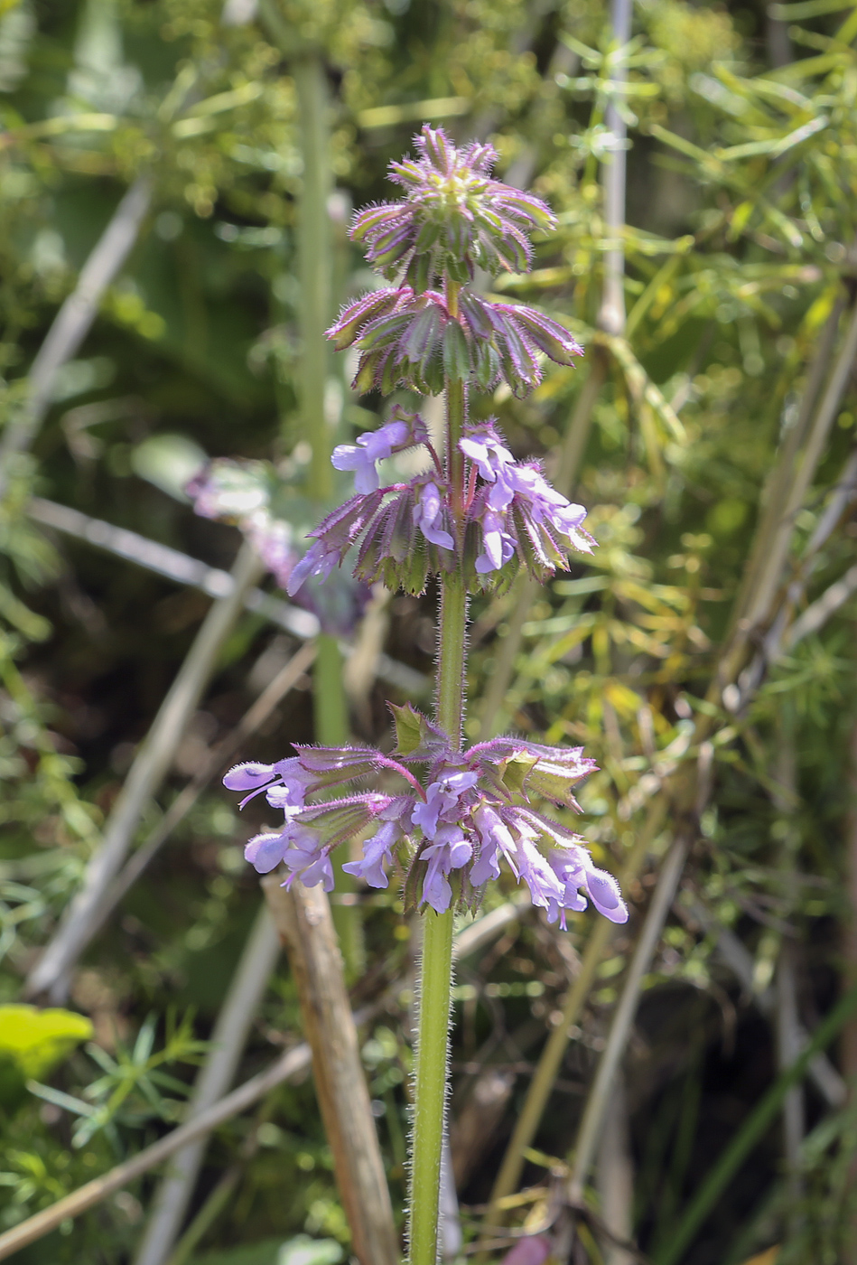 Изображение особи Salvia verticillata.