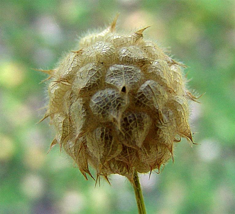 Изображение особи Trifolium fragiferum.