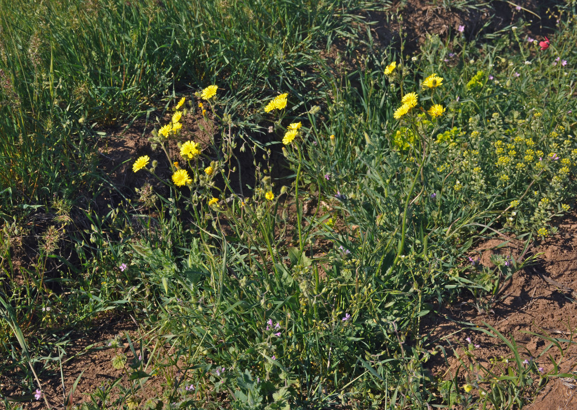 Image of Lagoseris sancta specimen.