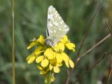 Image of taxon representative. Author is Татьяна Винокурова