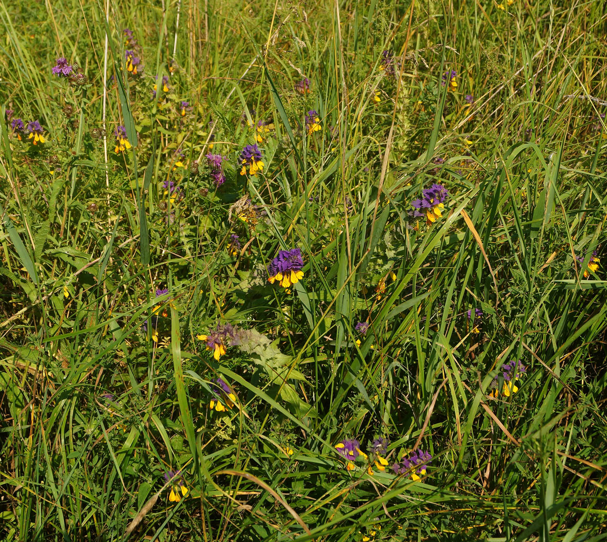 Изображение особи Melampyrum nemorosum.