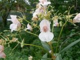 Impatiens glandulifera. Верхняя часть цветущего и плодоносящего растения. Хабаровский край, Хабаровский р-н, ст. Хехцир, берег небольшого заросшего пруда в центре станции. 11.08.2013.