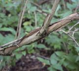 Lonicera glutinosa