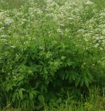 Chaerophyllum aromaticum