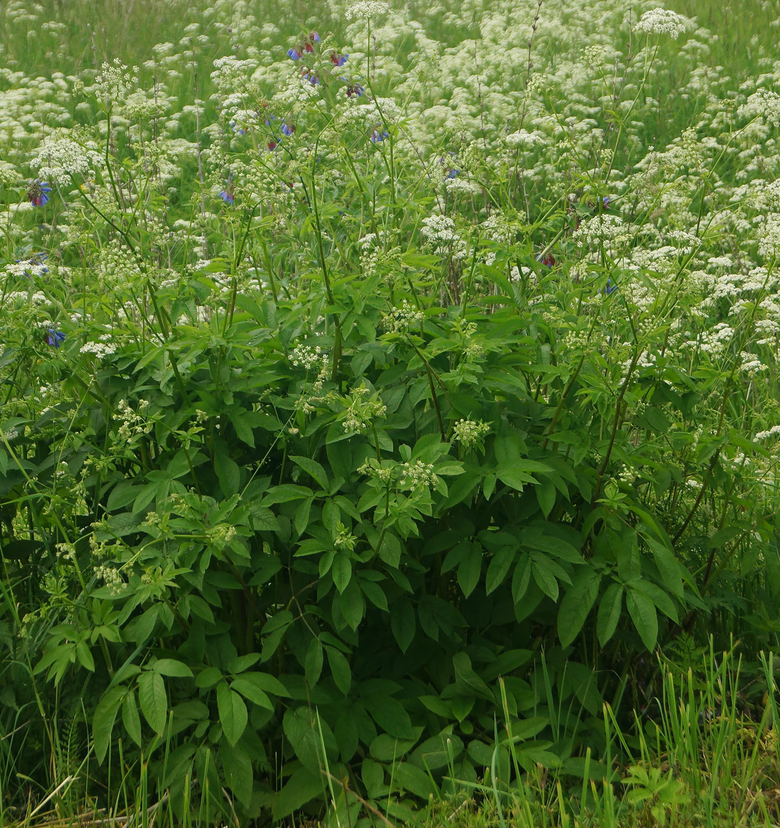 Изображение особи Chaerophyllum aromaticum.