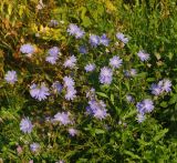 Cichorium intybus