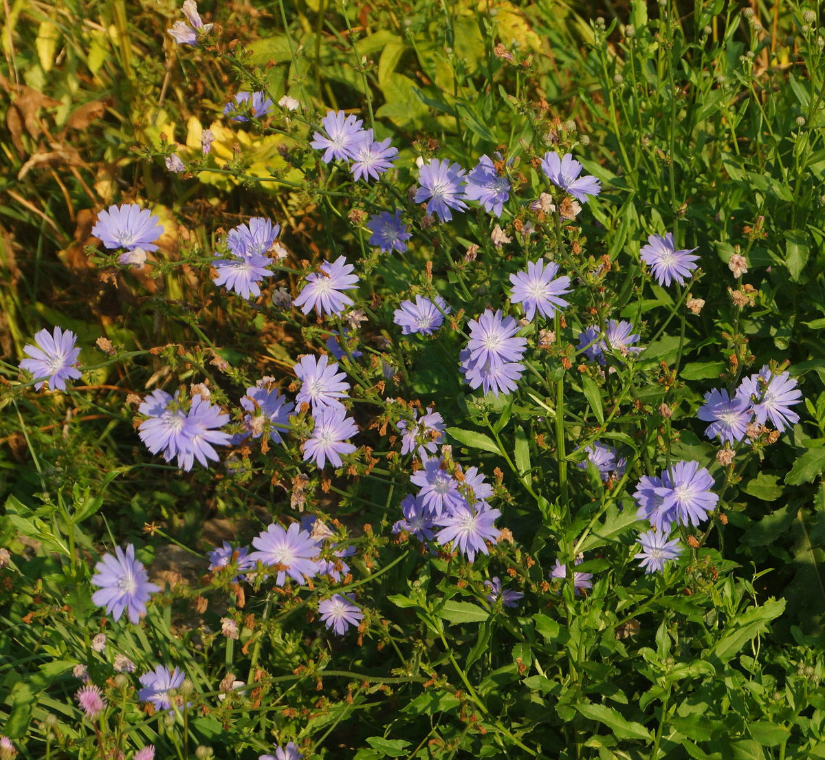 Image of Cichorium intybus specimen.