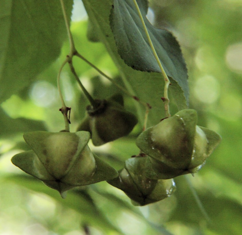 Image of Euonymus maximowiczianus specimen.