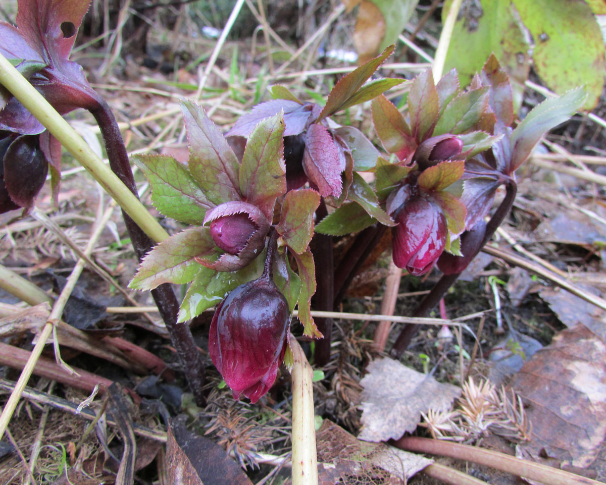 Image of Helleborus dumetorum ssp. atrorubens specimen.