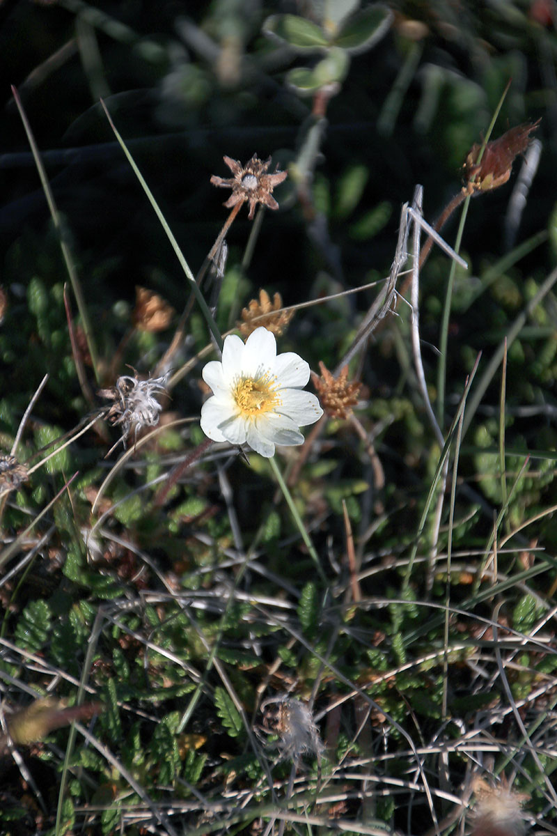 Image of genus Dryas specimen.