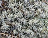 genus Sphagnum