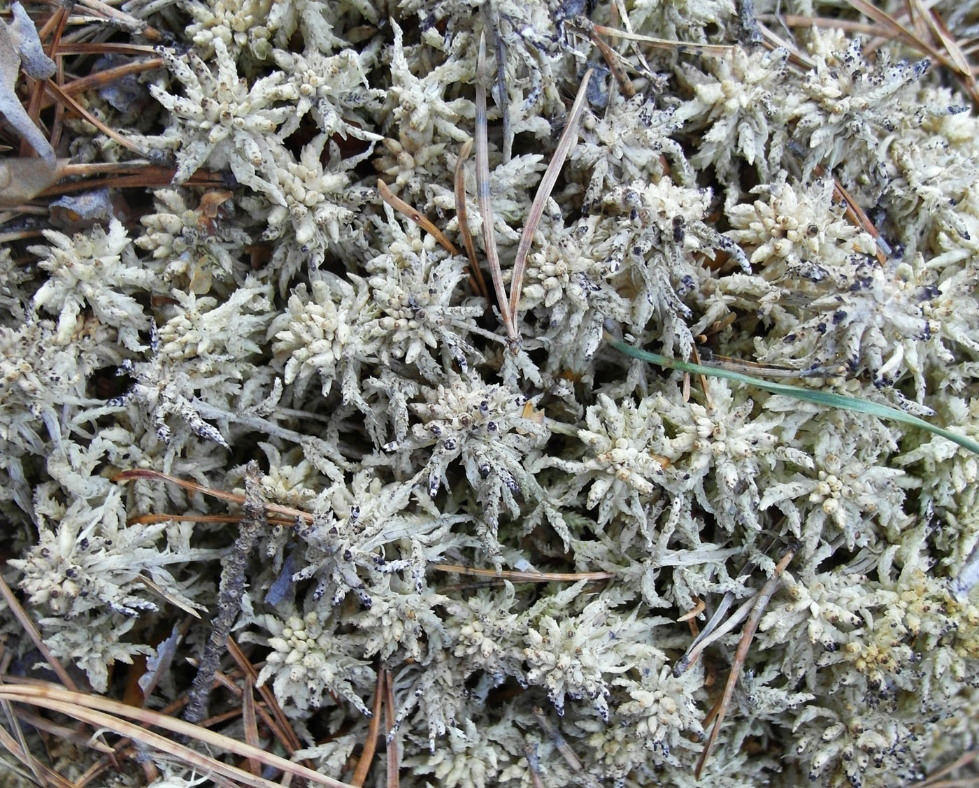Изображение особи Sphagnum centrale.