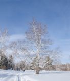 род Betula. Покоящееся взрослое дерево с наростом в нижней части ствола. Башкортостан, Учалинский р-н, Уразовский сельсовет, окр. с. Уразово, поляна с отдельными берёзами (Betula) и соснами (Pinus). 6 марта 2022 г.