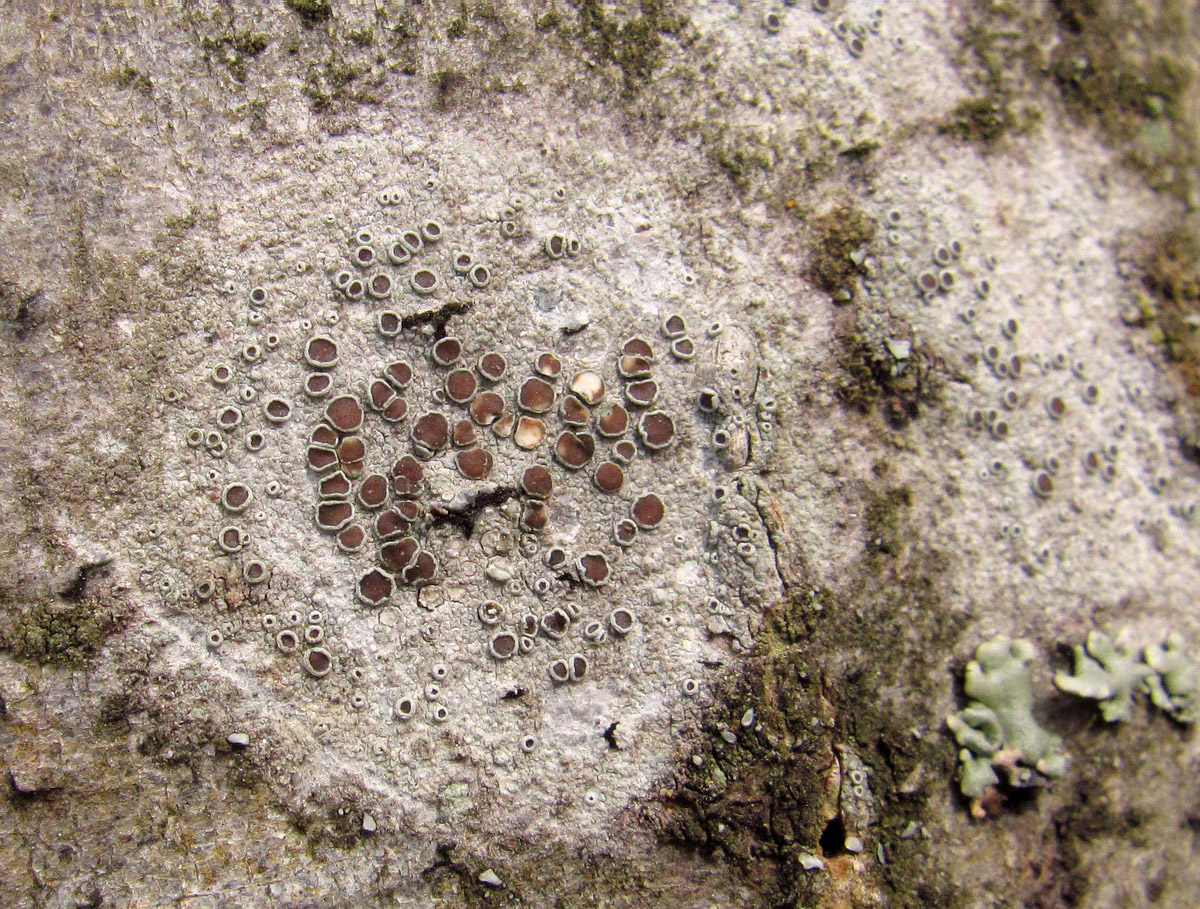 Image of genus Lecanora specimen.