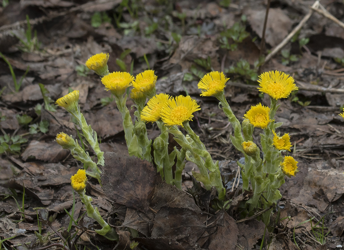 Image of Tussilago farfara specimen.