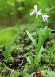 Pogonia japonica. Цветущие растения. Приморский край, Ольгинский р-н, окр. пгт Ольга, устье р. Аввакумовка на левом берегу, опушка дубового леса на границе с болотом, среди мхов. 09.07.2022.