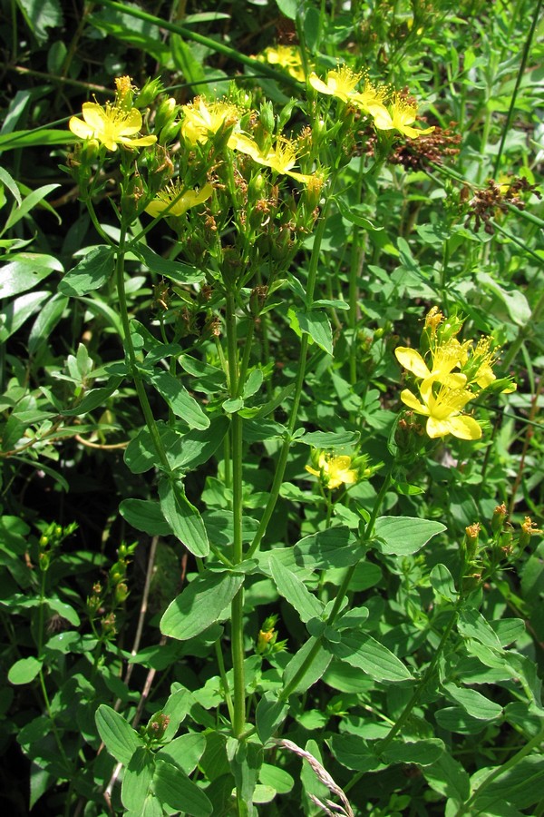 Изображение особи Hypericum tetrapterum.