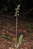 Platanthera bifolia. Цветущее растение. Дагестан, Табасаранский р-н, окр. с. Татиль, буковый лес. 23 мая 2022 г.