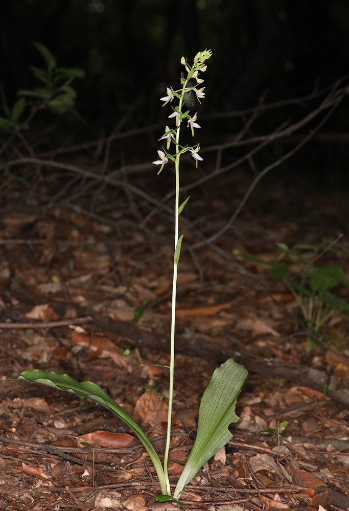 Изображение особи Platanthera bifolia.