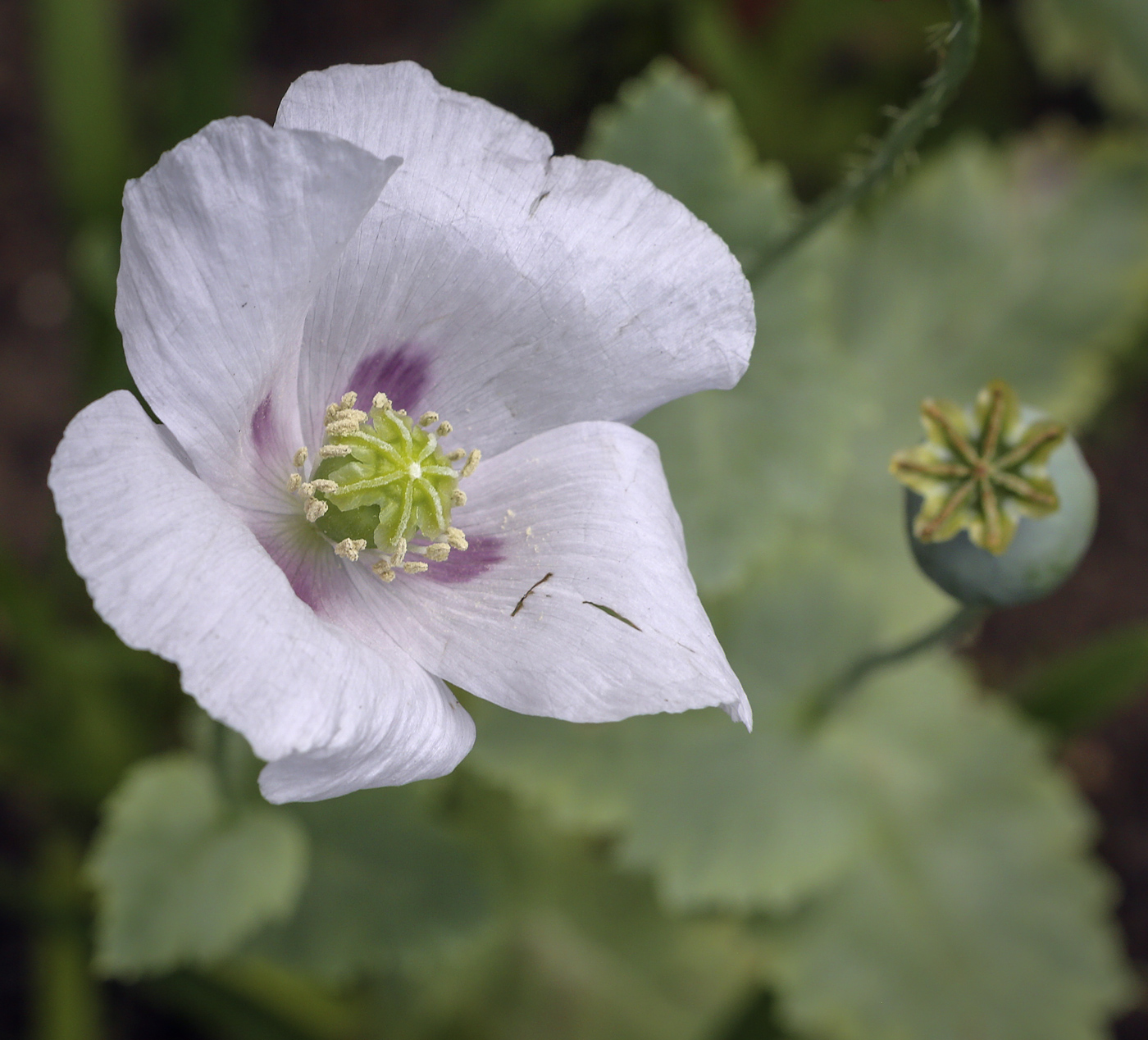 Image of Papaver somniferum specimen.