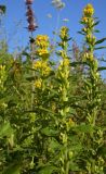 Solidago virgaurea