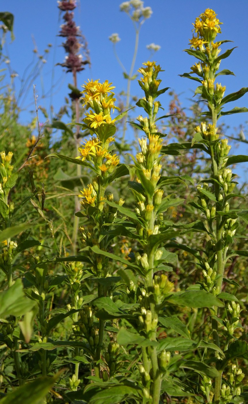 Image of Solidago virgaurea specimen.