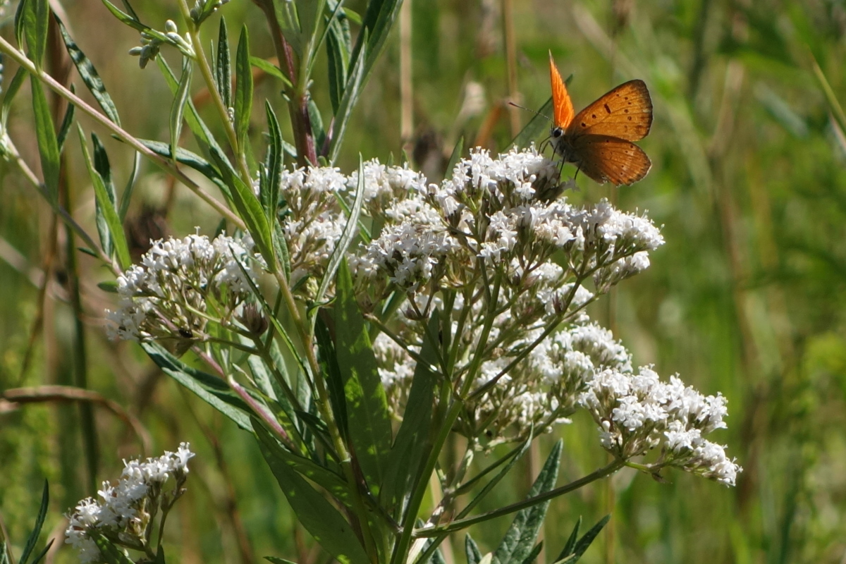 Изображение особи Valeriana officinalis.